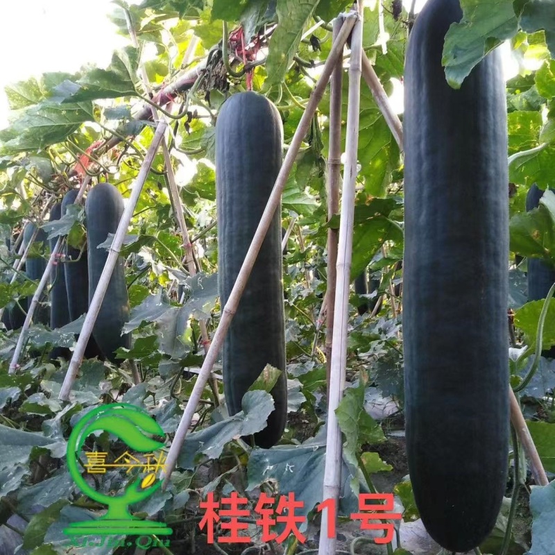 桂铁一号早熟型黑皮冬瓜较耐寒瓜皮墨绿光滑整齐耐贮运