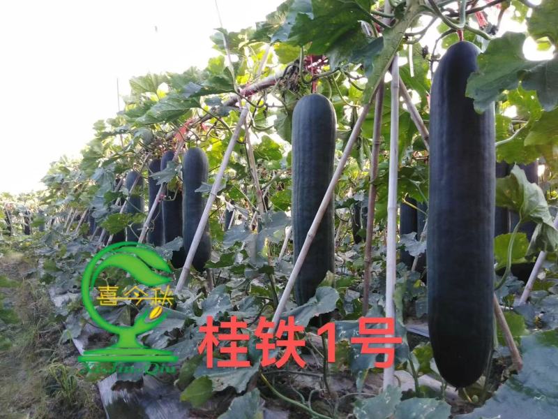 桂铁一号早熟型黑皮冬瓜较耐寒瓜皮墨绿光滑整齐耐贮运