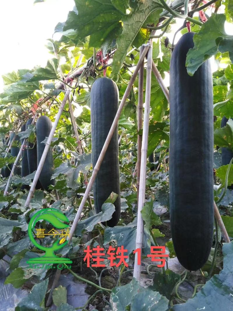 桂铁一号早熟型黑皮冬瓜较耐寒瓜皮墨绿光滑整齐耐贮运