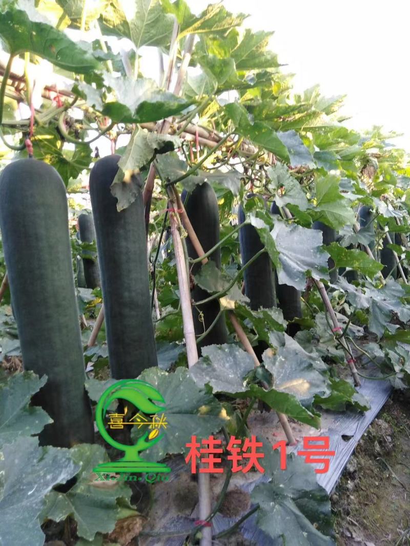 桂铁一号早熟型黑皮冬瓜较耐寒瓜皮墨绿光滑整齐耐贮运