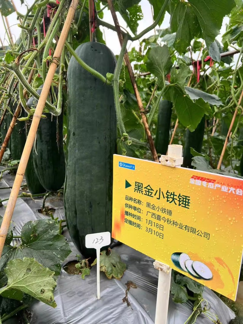 【黑金小铁锤】杂交一代中型冬瓜皮墨绿心腔小肉质紧