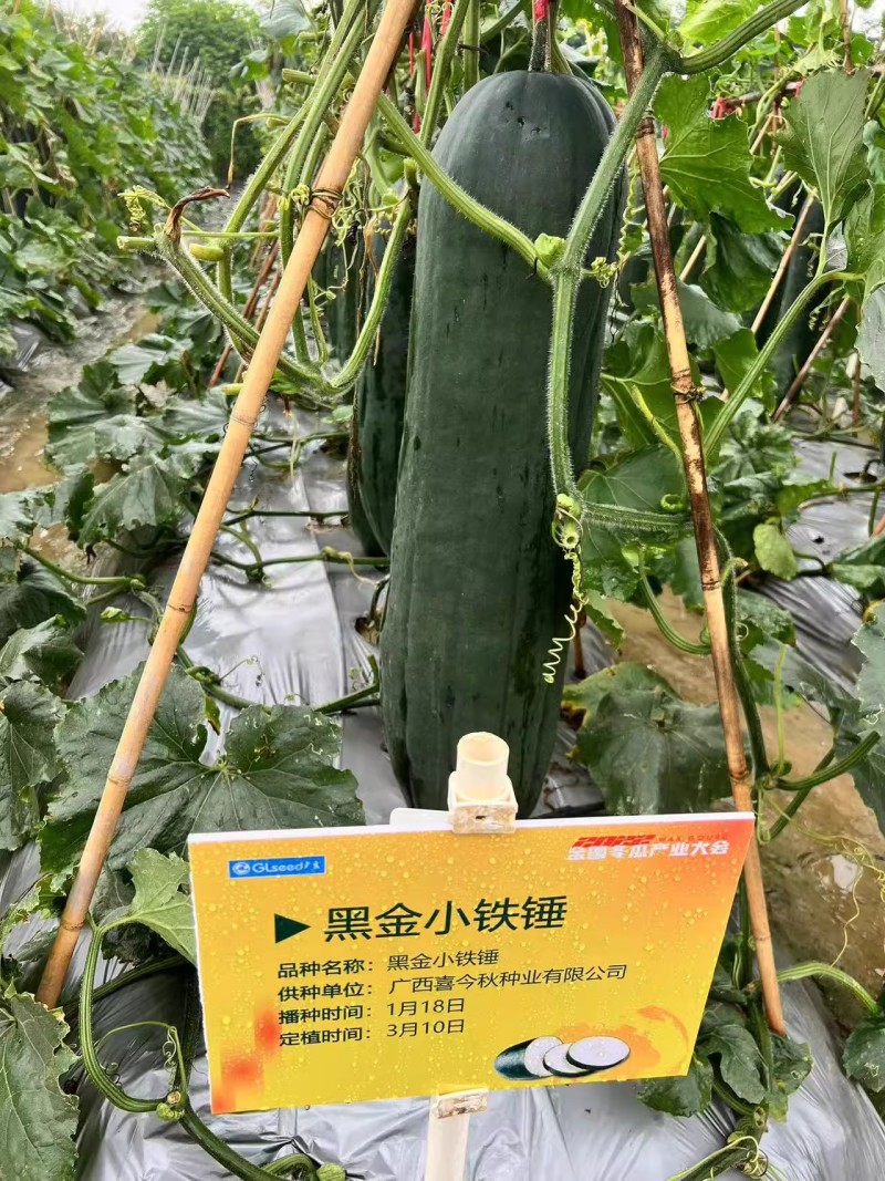 【黑金小铁锤】杂交一代中型冬瓜皮墨绿心腔小肉质紧