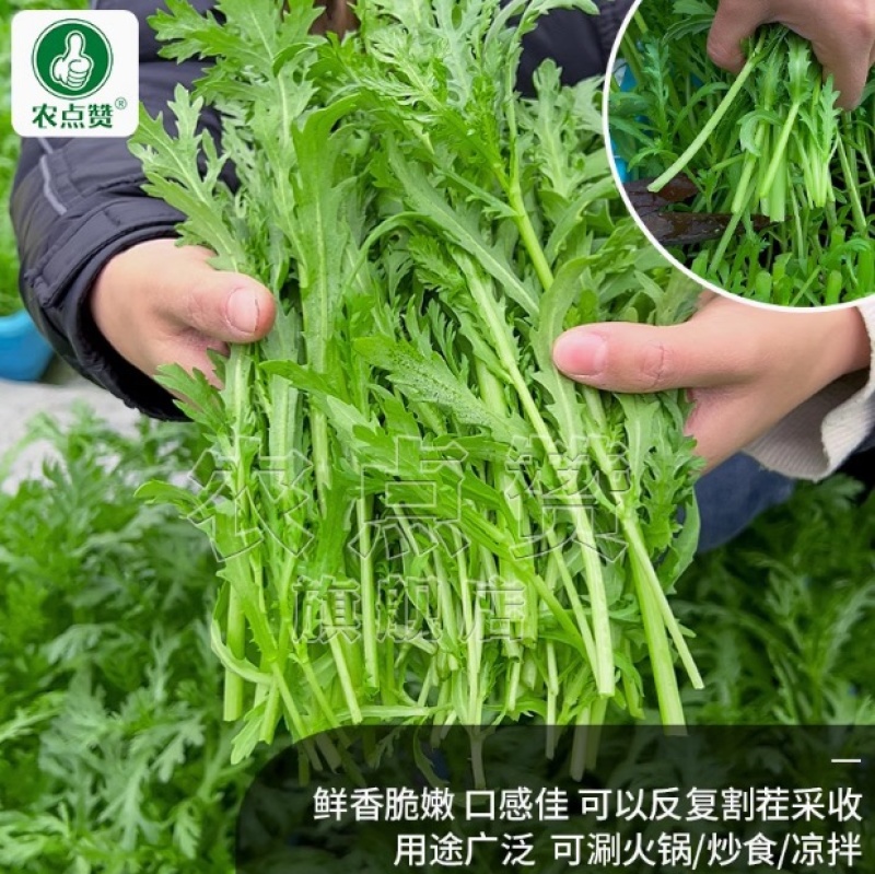 小叶茼蒿种子-口感清香鲜香脆嫩口感佳可凉拌/炒食