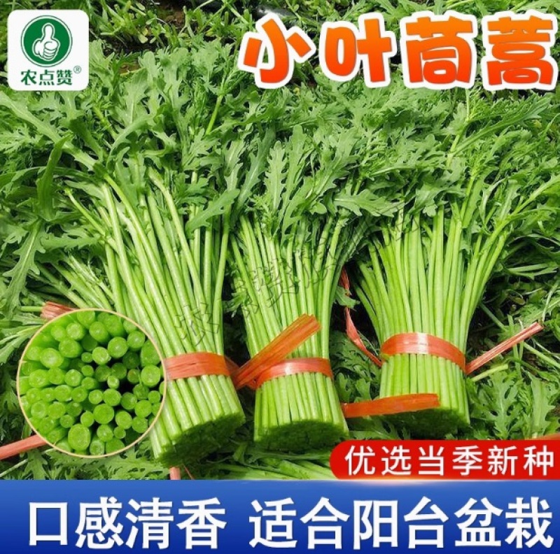 小叶茼蒿种子-口感清香鲜香脆嫩口感佳可凉拌/炒食