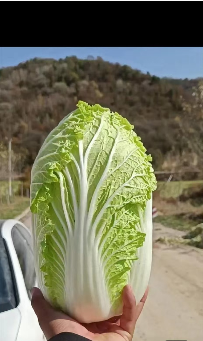 黄心大白菜大量上市单颗4-6斤货源充足质量保证