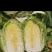 黄心大白菜大量上市单颗4-6斤货源充足质量保证