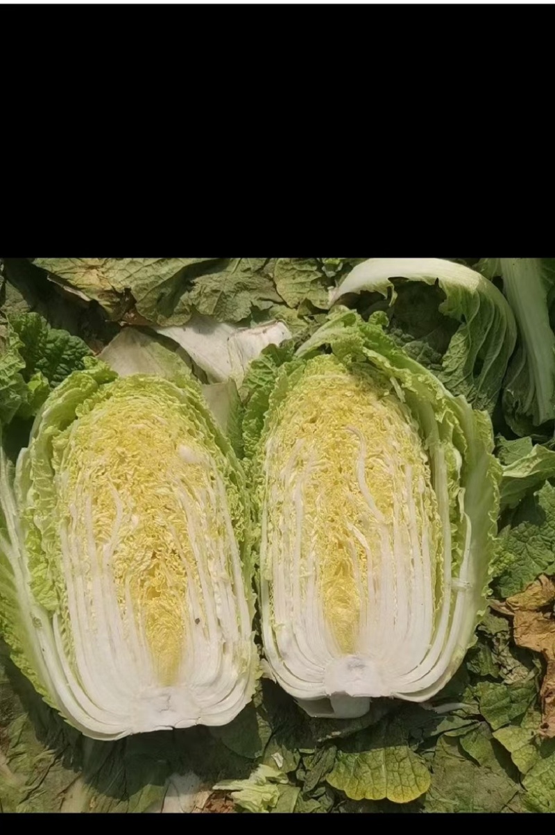 黄心大白菜大量上市单颗4-6斤货源充足质量保证