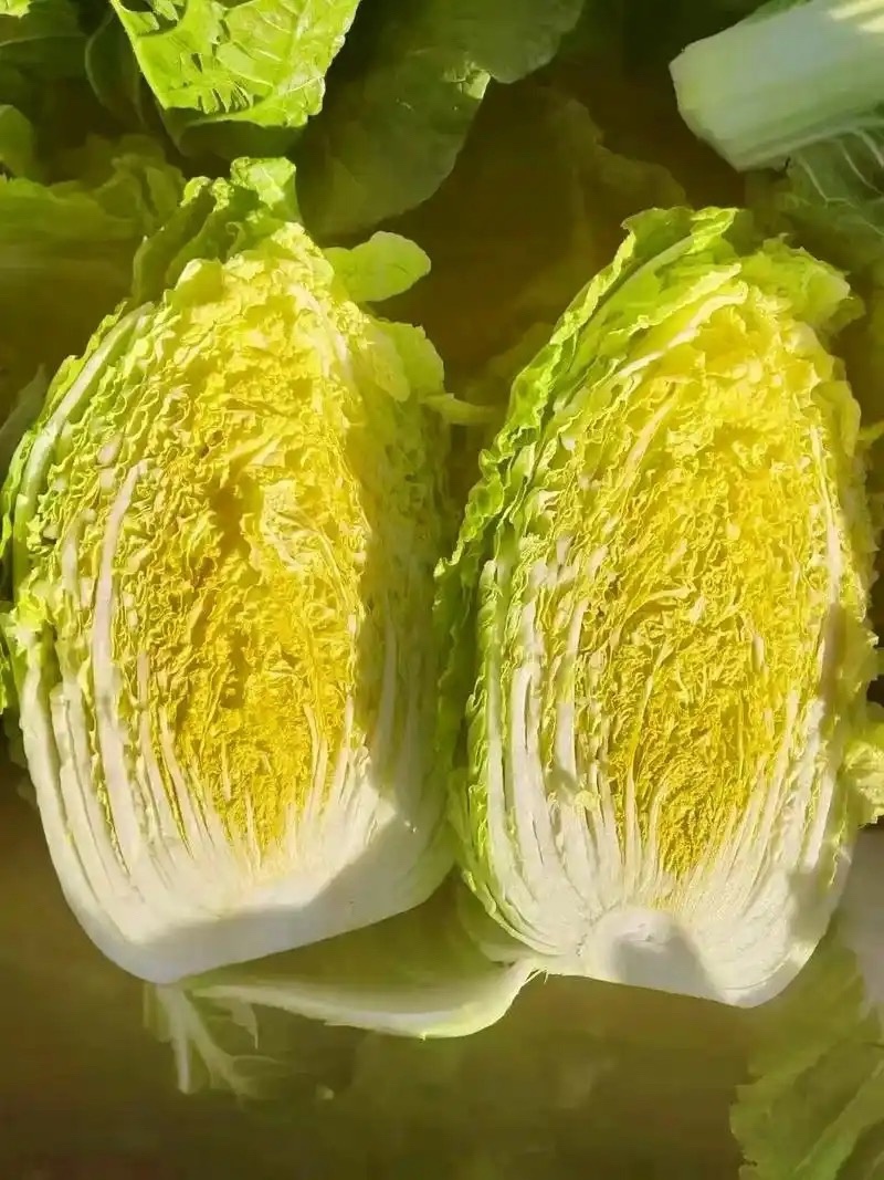 黄心大白菜大量上市单颗4-6斤货源充足质量保证