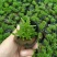 育苗杯营养钵育苗盆种植穴盘塑料营养袋育苗袋一次性花盆营
