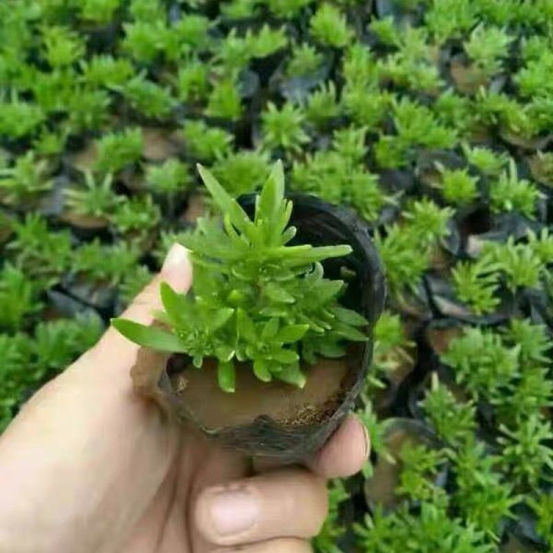 育苗杯营养钵育苗盆种植穴盘塑料营养袋育苗袋一次性花盆营