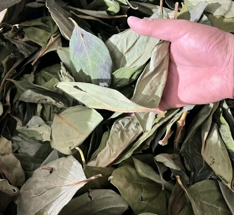 中药材，柿子叶，量大。