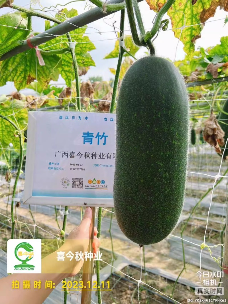 中熟绿皮绿肉心腔小头尾匀称口感脆爽