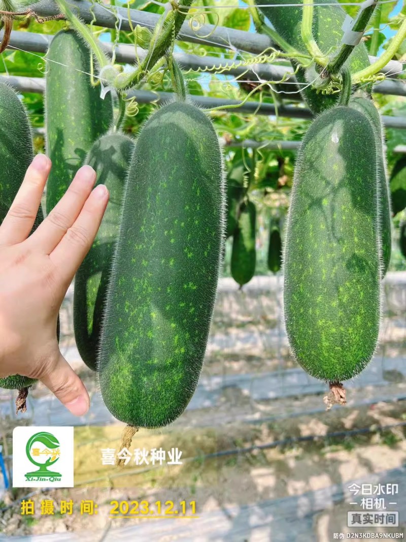 中熟绿皮绿肉心腔小头尾匀称口感脆爽