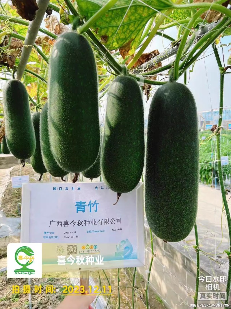 中熟绿皮绿肉心腔小头尾匀称口感脆爽