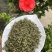 2025年新茶碧螺春纯单芽绿茶
