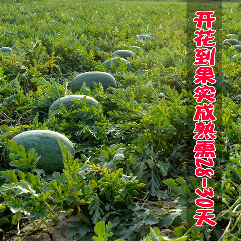 特大重茬红蜜龙西瓜种子50克罐装抗病耐重茬耐贮耐运
