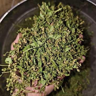 赶黄草花中药材正品赶黄草四川古蔺赶黄草花