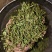 赶黄草花中药材正品赶黄草四川古蔺赶黄草花
