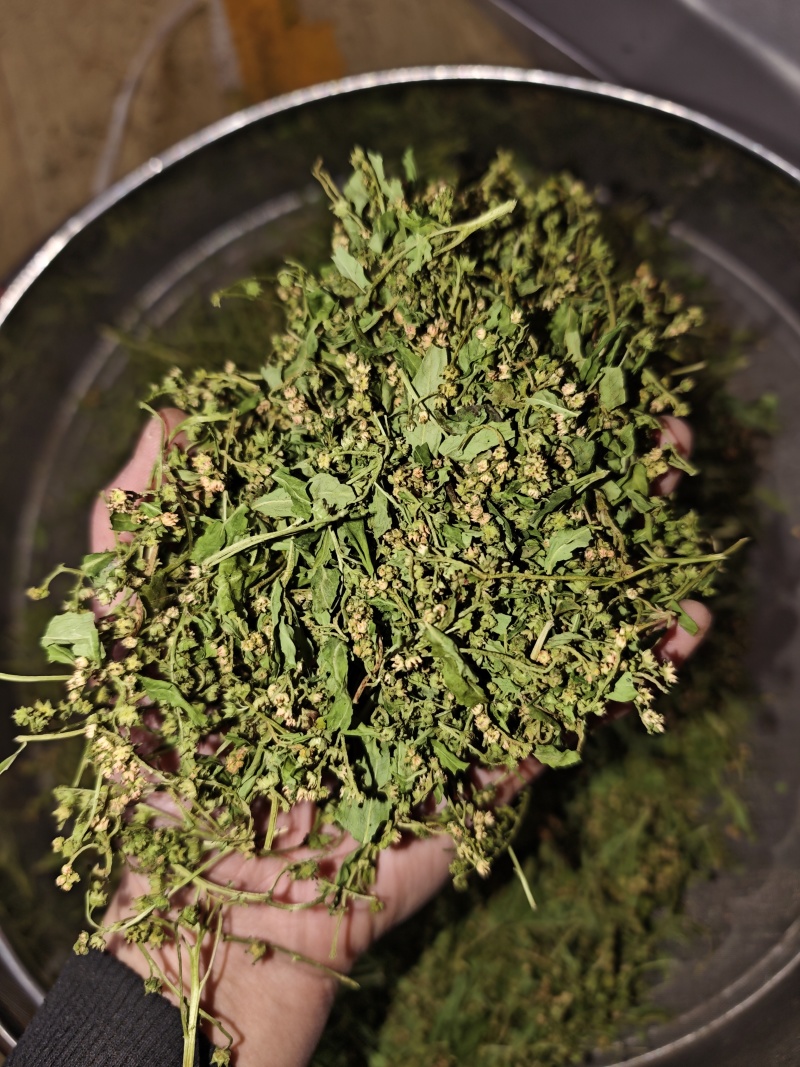 赶黄草花中药材正品赶黄草四川古蔺赶黄草花