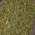 赶黄草花中药材正品赶黄草四川古蔺赶黄草花