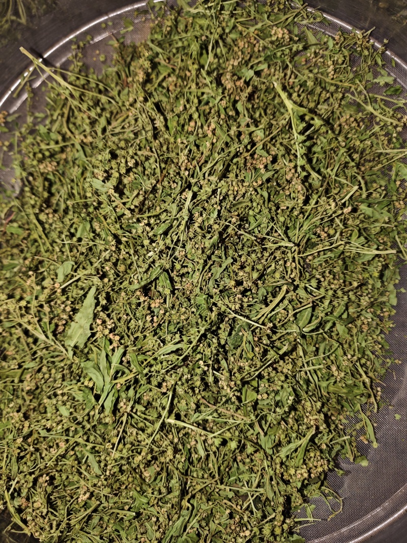 赶黄草花中药材正品赶黄草四川古蔺赶黄草花