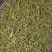 赶黄草花中药材正品赶黄草四川古蔺赶黄草花