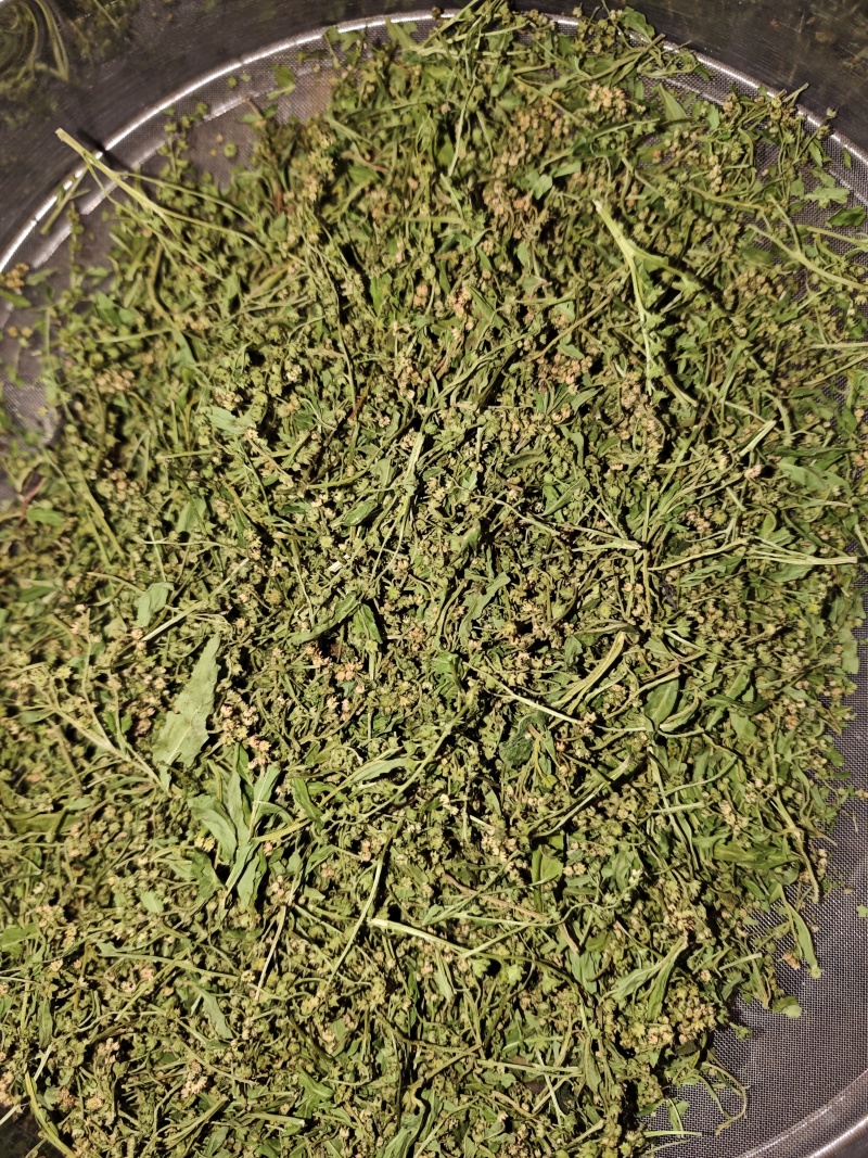 赶黄草花中药材正品赶黄草四川古蔺赶黄草花