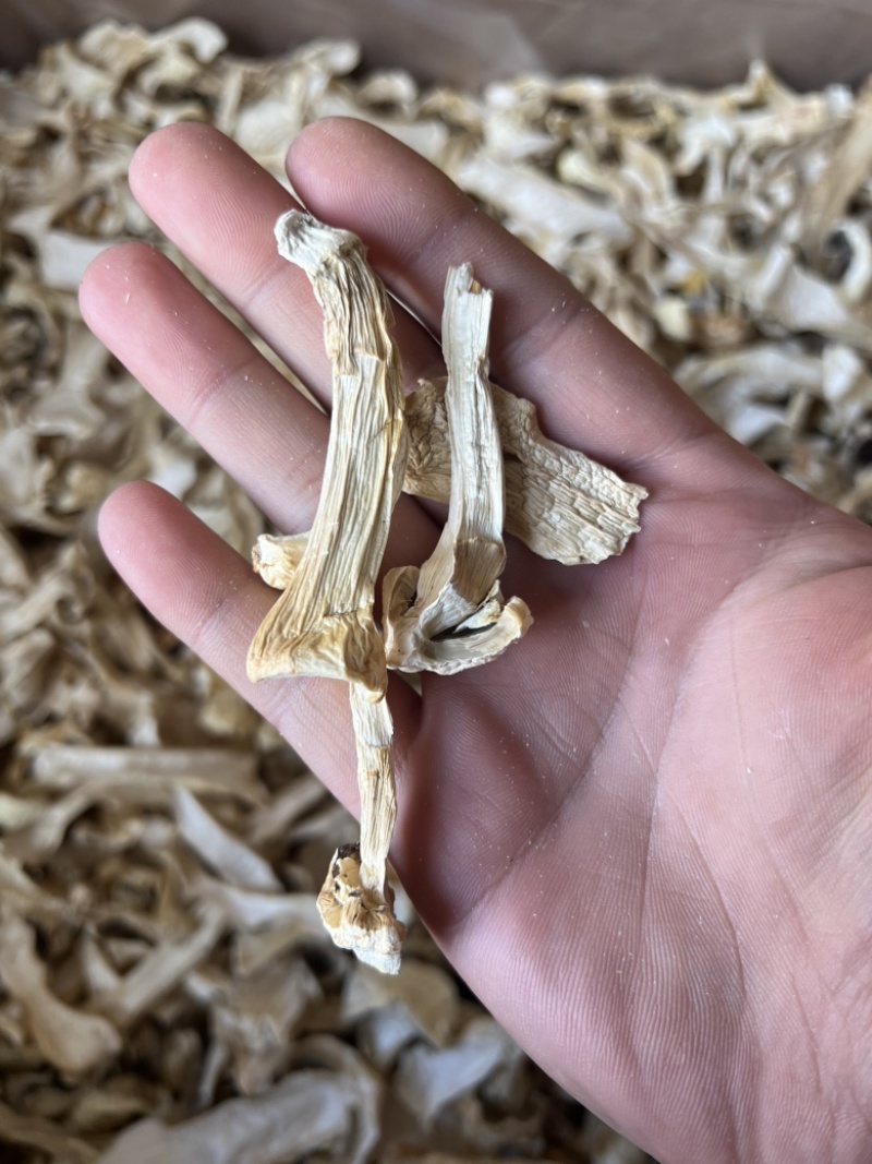 球盖菇干片，1公分筛子过灰