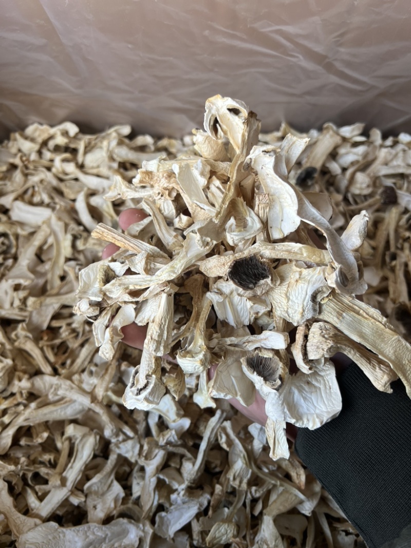 球盖菇干片，1公分筛子过灰