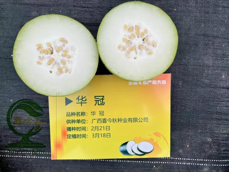 【华冠小冬瓜】杂交一代中早熟实心口感清甜爽口产量佳