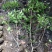 红叶石楠蓠芭高度80一1m，冠幅:40以上，基地有量。