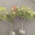 红叶石楠蓠芭高度80一1m，冠幅:40以上，基地有量。