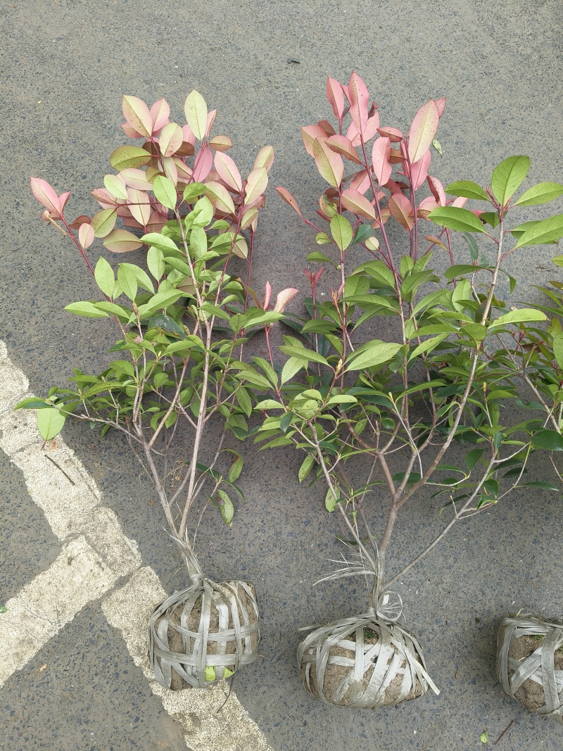 红叶石楠蓠芭高度80一1m，冠幅:40以上，基地有量。