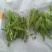 鼠曲草、鼠耳、无心、佛耳草、清明菜