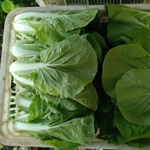 毛白菜大中小各种规格