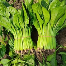 精品菠菜