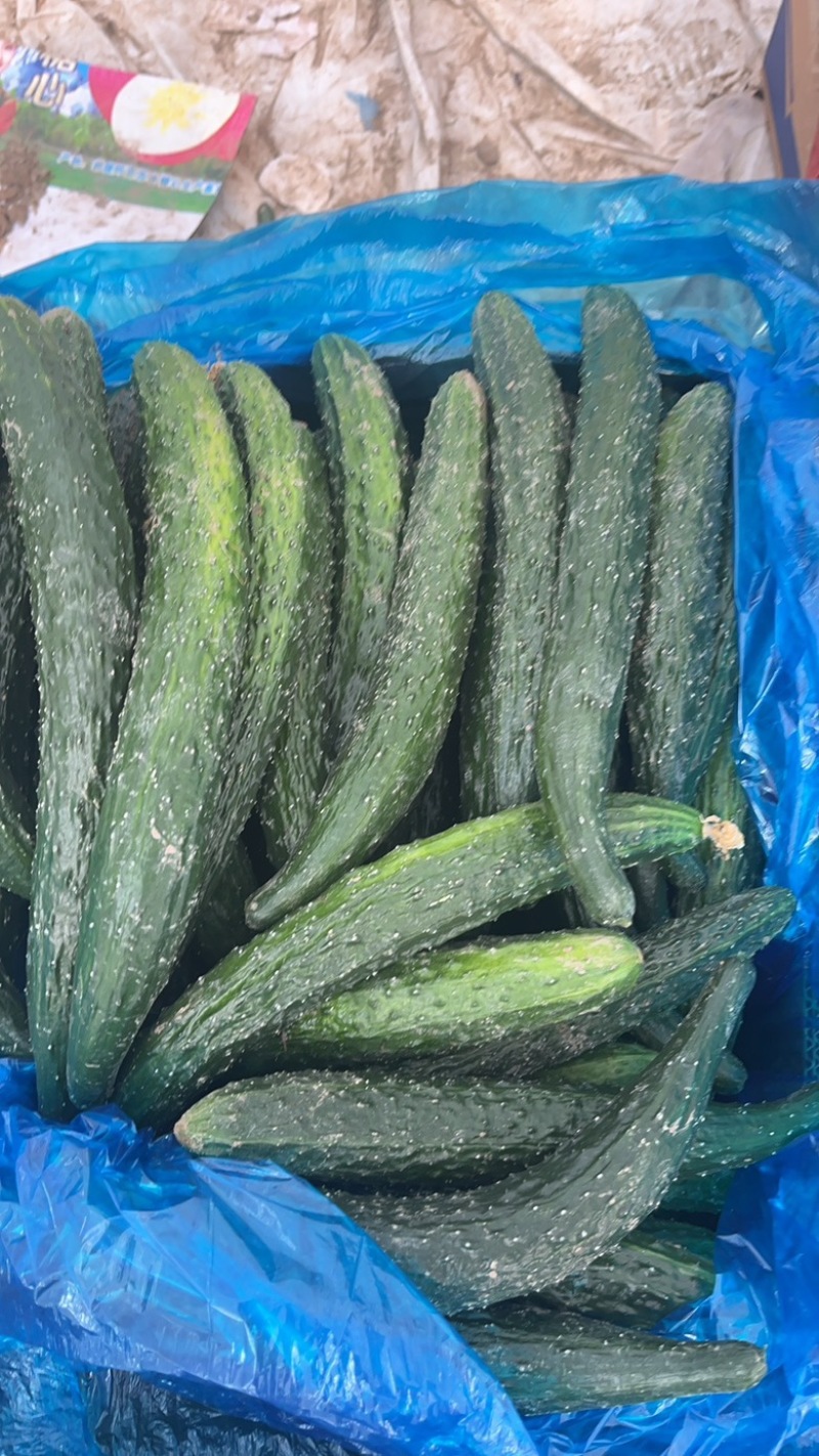 夏邑黄瓜，量大从优，2025新货上市，欢迎视频看货