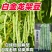 白金龙架豆芸豆种子圆扁型高产抗病四季豆正品刀豆角架豆王搭