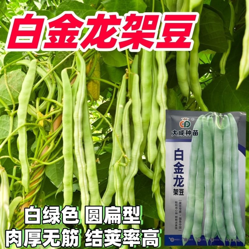 白金龙架豆芸豆种子圆扁型高产抗病四季豆正品刀豆角架豆王搭