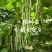 白金龙架豆芸豆种子圆扁型高产抗病四季豆正品刀豆角架豆王搭