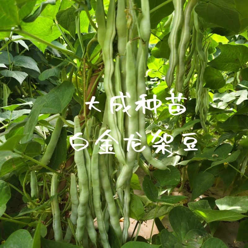 白金龙架豆芸豆种子圆扁型高产抗病四季豆正品刀豆角架豆王搭