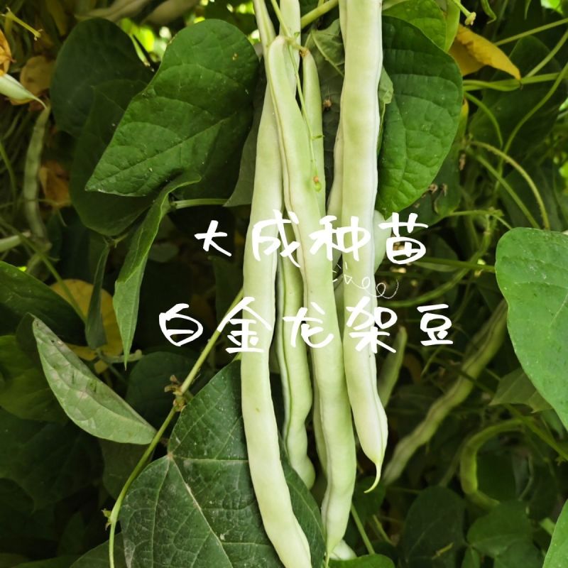 白金龙架豆芸豆种子圆扁型高产抗病四季豆正品刀豆角架豆王搭