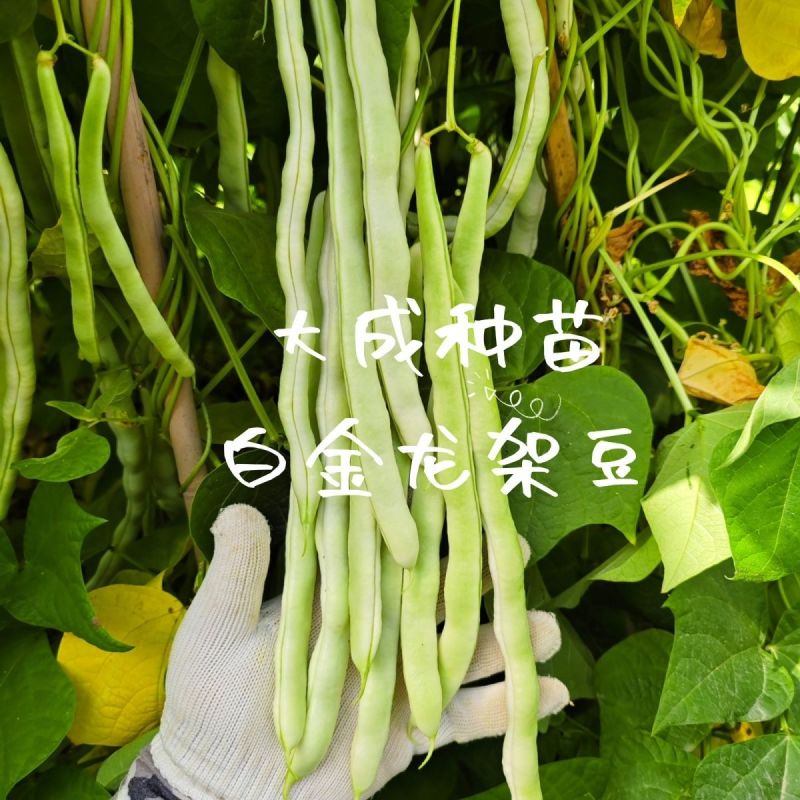 白金龙架豆芸豆种子圆扁型高产抗病四季豆正品刀豆角架豆王搭