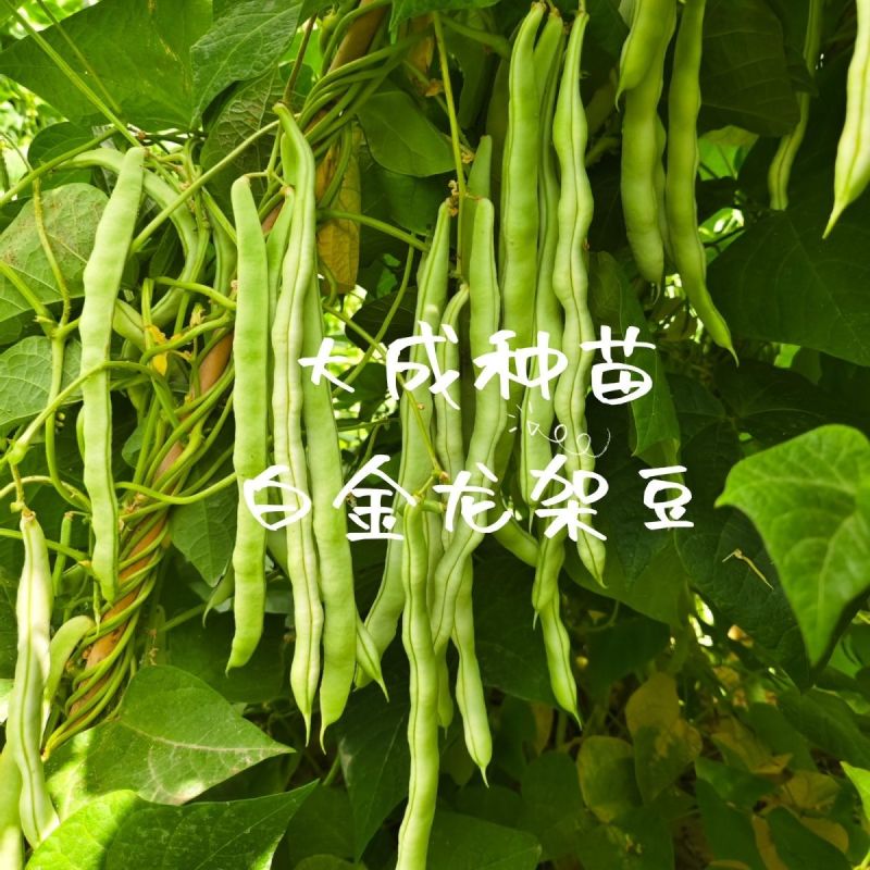 白金龙架豆芸豆种子圆扁型高产抗病四季豆正品刀豆角架豆王搭