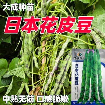 辽宁紫纹花豆角日本花皮豆早熟无筋高产抗病四季豆菜豆芸豆架