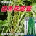辽宁紫纹花豆角日本花皮豆早熟无筋高产抗病四季豆菜豆芸豆架