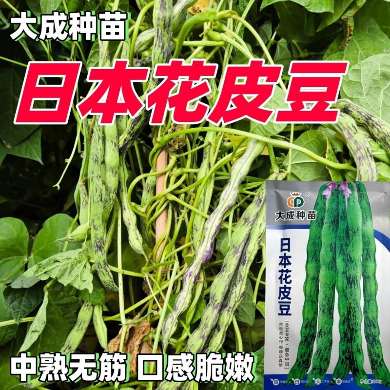 辽宁紫纹花豆角日本花皮豆早熟无筋高产抗病四季豆菜豆芸豆架