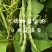辽宁紫纹花豆角日本花皮豆早熟无筋高产抗病四季豆菜豆芸豆架