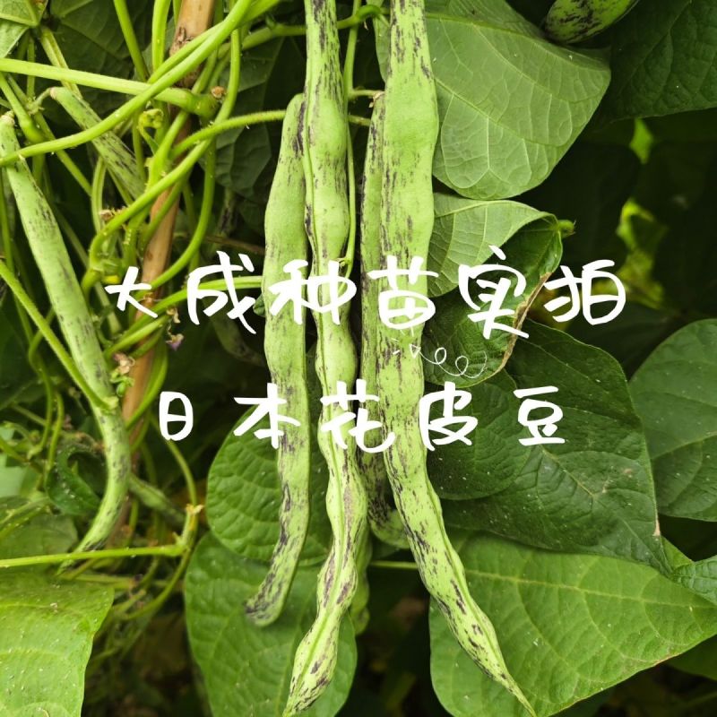 辽宁紫纹花豆角日本花皮豆早熟无筋高产抗病四季豆菜豆芸豆架