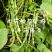 辽宁紫纹花豆角日本花皮豆早熟无筋高产抗病四季豆菜豆芸豆架